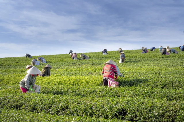 茶叶供应商：饮茶的注意事项有哪些？